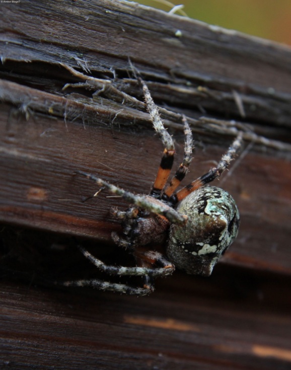 Gnarly Spider (1)