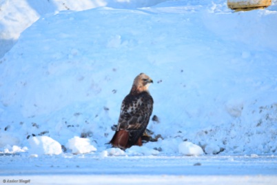 A Hawk Dining in the Road © Andor (4)