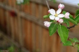 Apple Tree Blossoms © Andor (1)