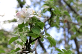 Apple Tree Blossoms © Andor (2)