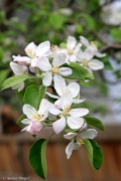 Apple Tree Blossoms © Andor (3)
